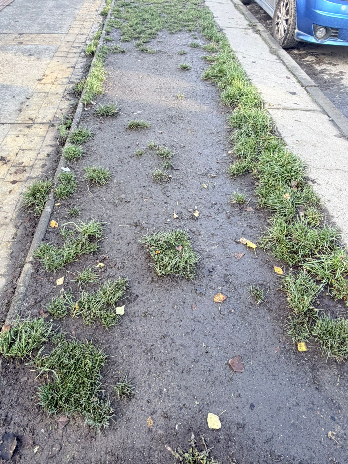 Evidencia de Mal estado de Areas Verdes